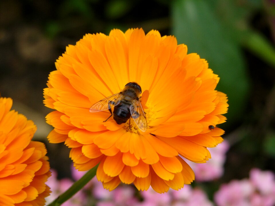 Bee summer nature