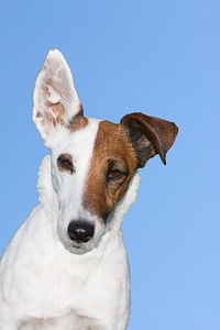 Smooth fox terrier animal pet
