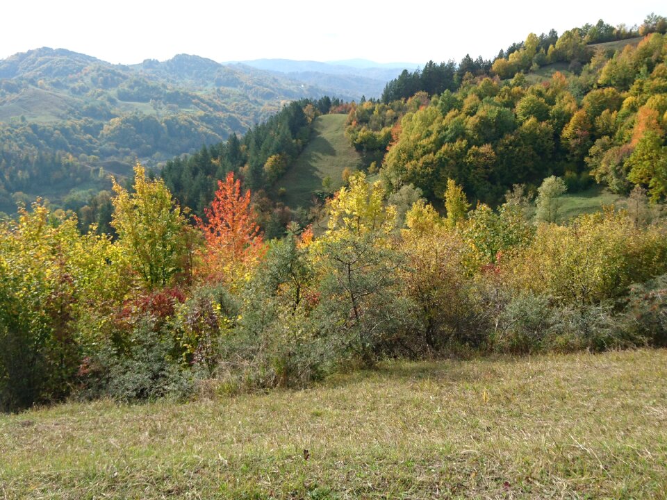 Rural green nature