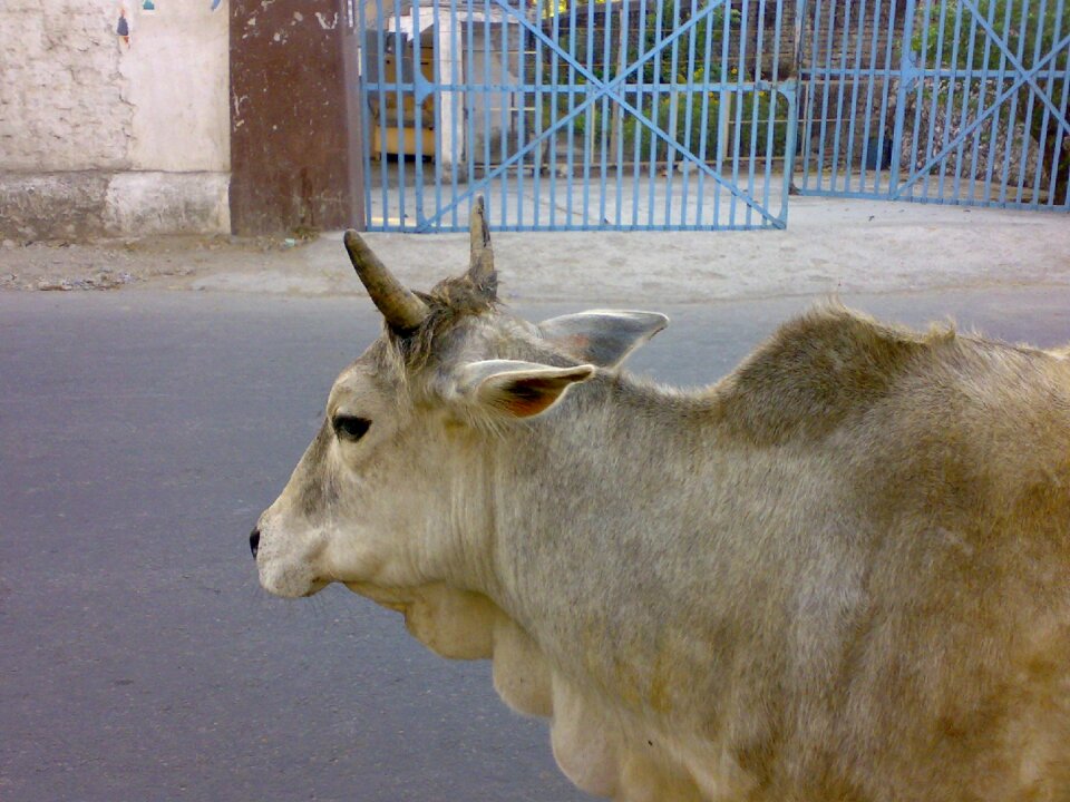 Animal cattle holy