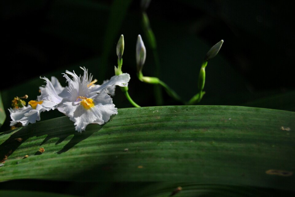 White flower bloom