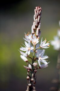 Spring flowers asphodel white flowers