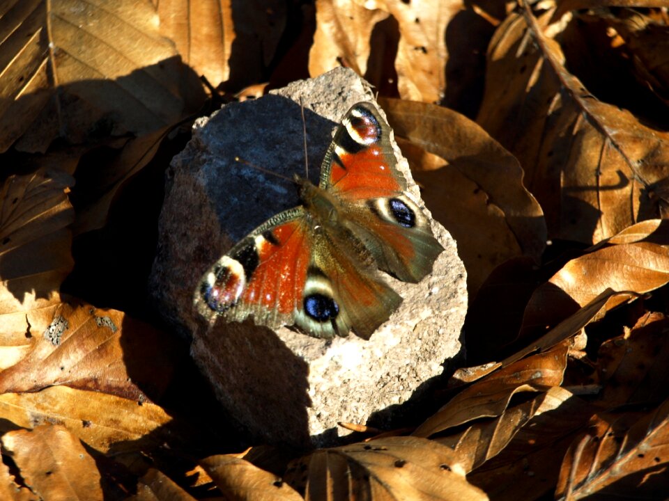 Insect stone shadow