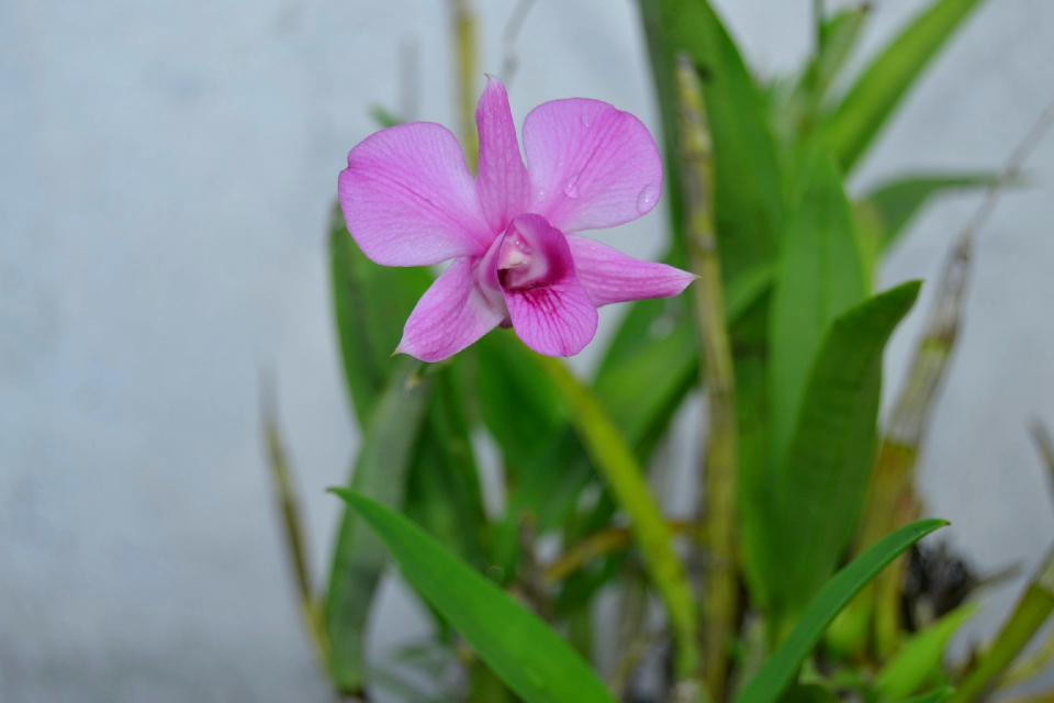 Flowers ornamental plants purple