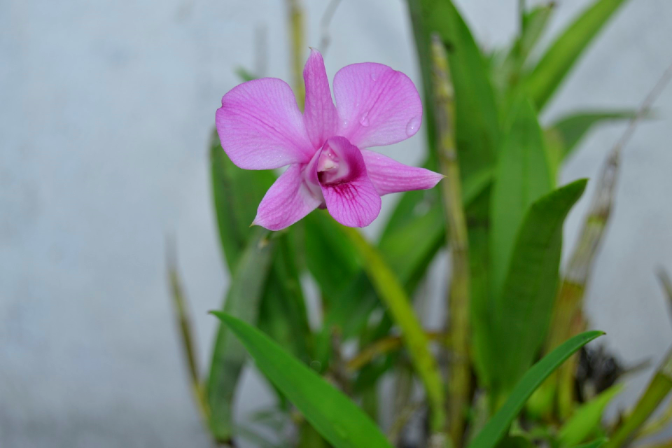 Flowers ornamental plants purple photo