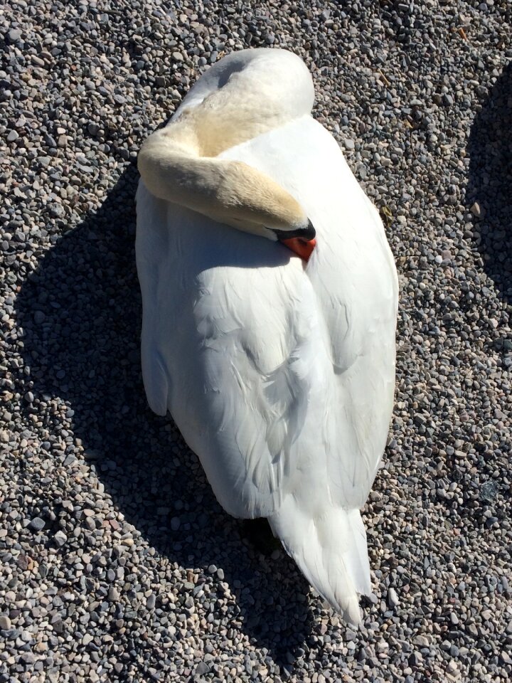 Pride nature sleep