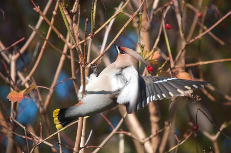 Bohemian waxwing bird nature