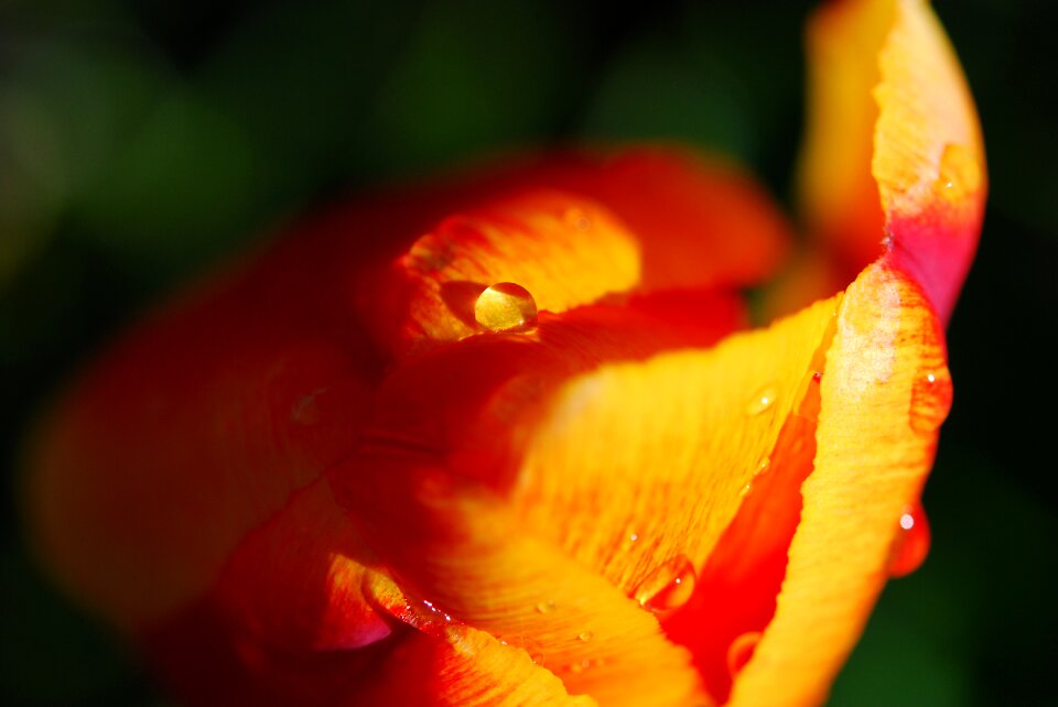 Nature macro orange