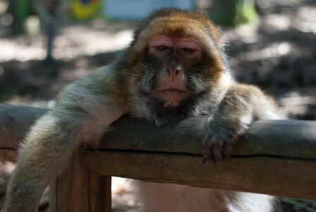 Ape monkey forest monkey mountain
