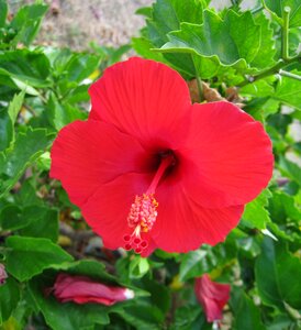 Red flowers green