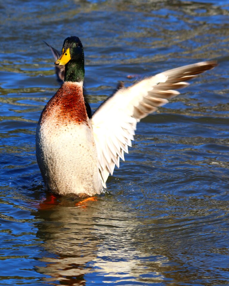 Wildlife waterfowl