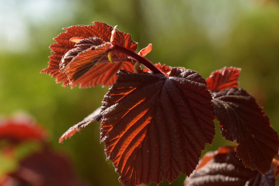 Leaves red leaf nature