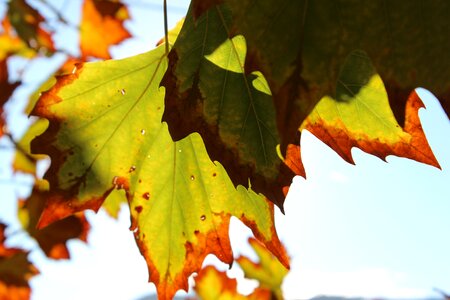 Leaf nature fall photo