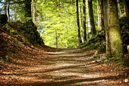 Nature forest recovery