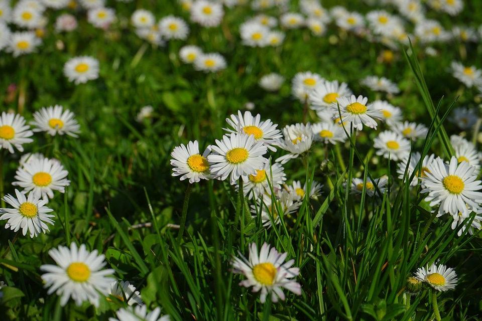 Bloom white bellis philosophy