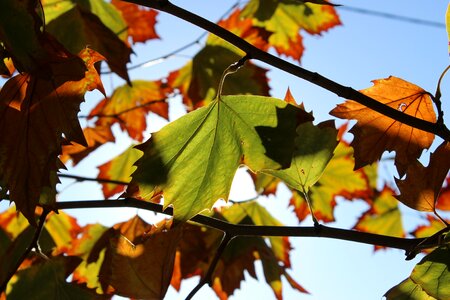 Leaf nature fall photo