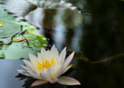 Water lilies flowers early in the morning
