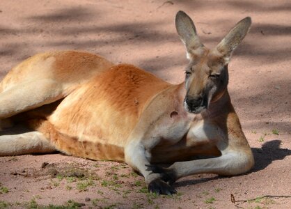 Lazy animal rest photo