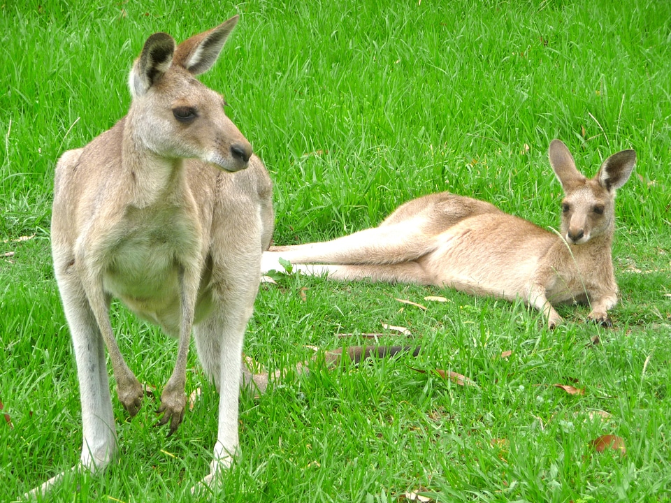Hop australia marsupial