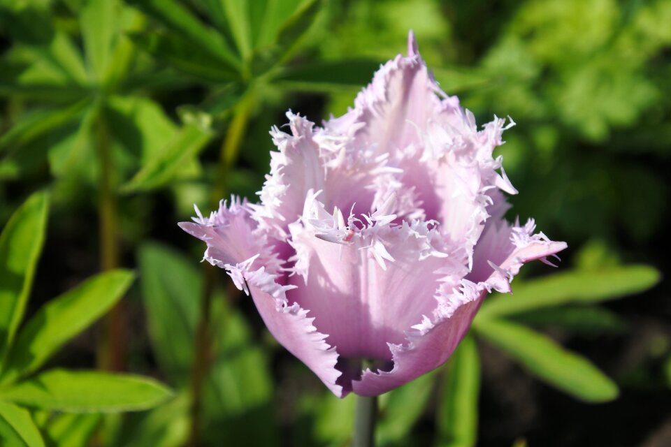 Nature beauty flowers