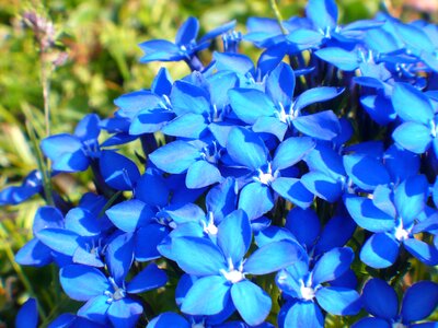 Blue alpemblume blossom photo