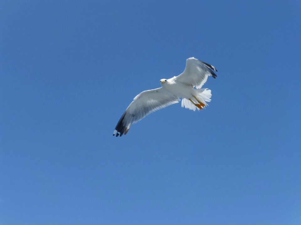 Flying sky blue