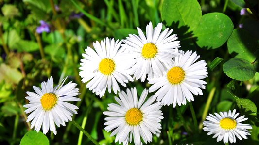 Nature daisy flowers