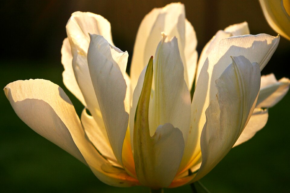 Spring blossom bloom