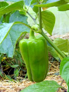 Economy vegetable garden vegetables