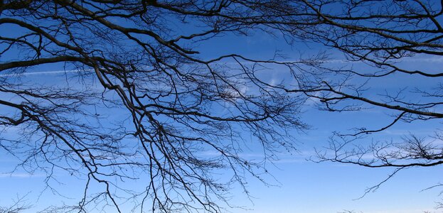 Blue black nature