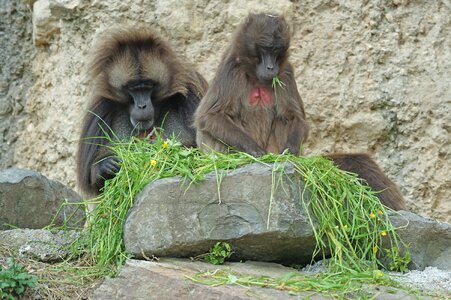 Pair social mammal