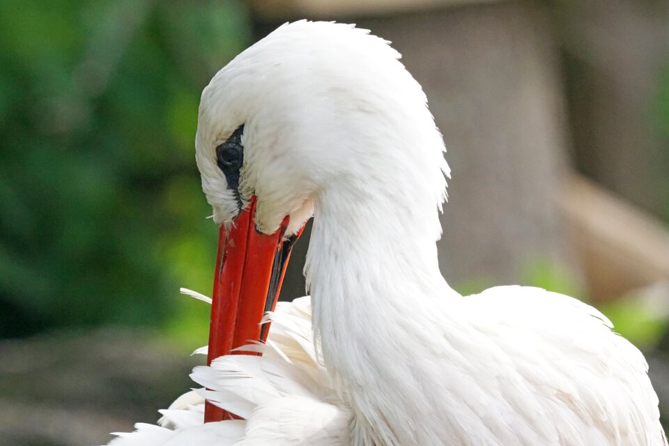 Bird adebar nature