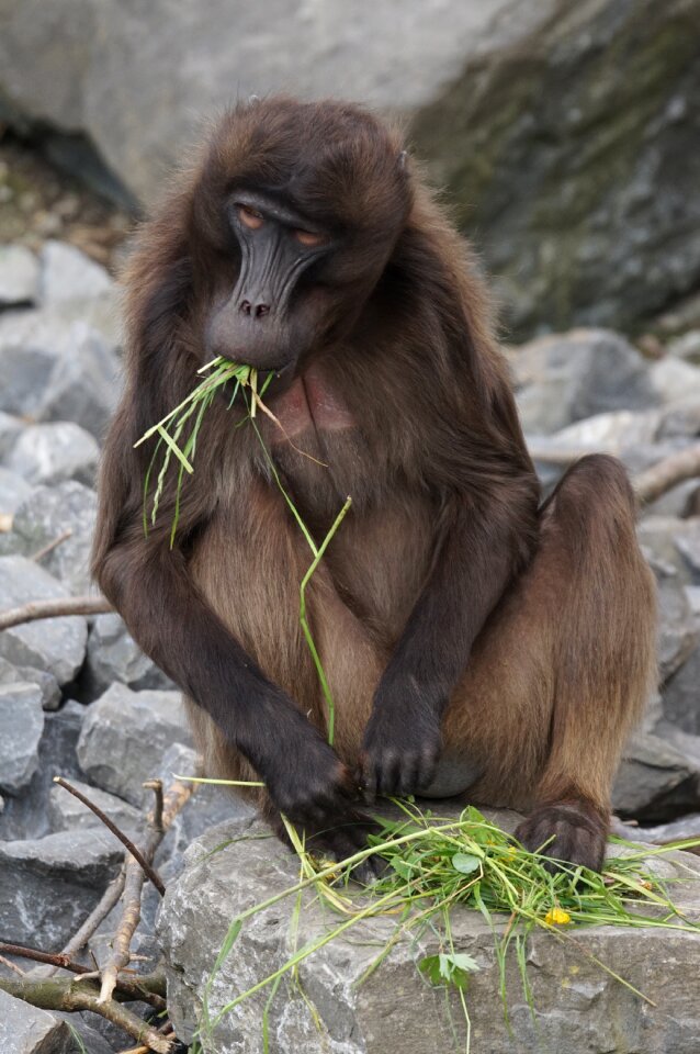 Primate social food