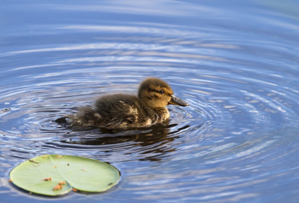 Lake bird s bird