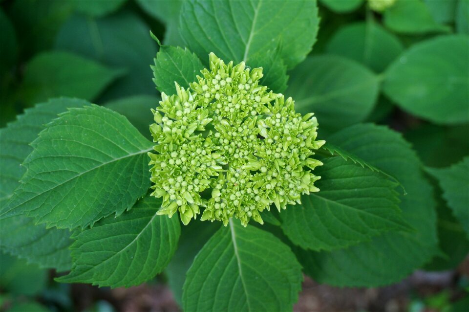 Plants garden spring