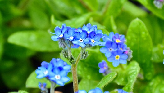 Spring flower blue flower flower garden