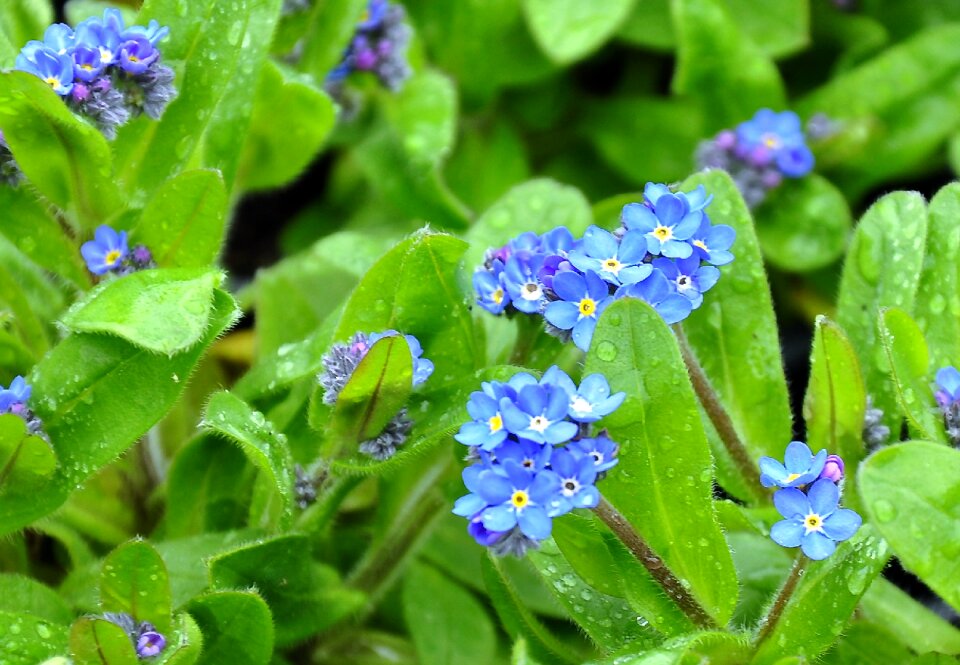 Spring flower blue flower flower garden