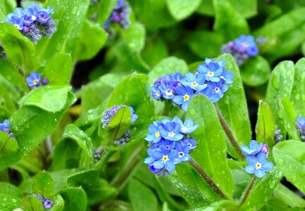 Spring flower blue flower flower garden