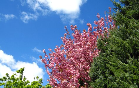 Blue sky green and pink nature photo