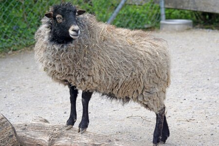 Breton small hochbeinig