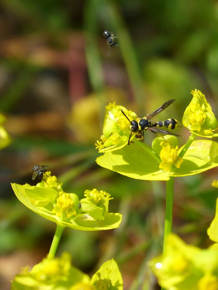 Spring wasp flower