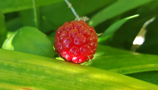Blackberries close up small