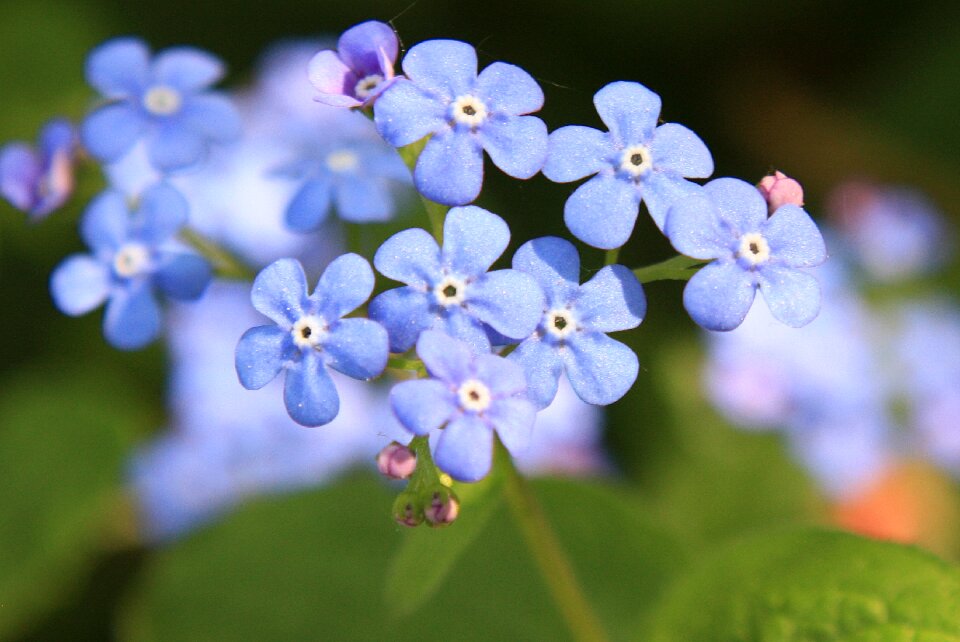 Blue spring macro photo