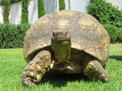 Tortoise grass green