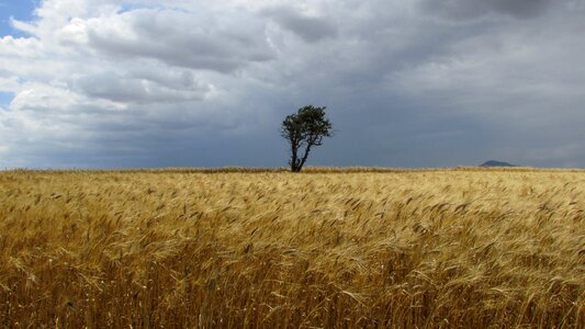 Field golden tree
