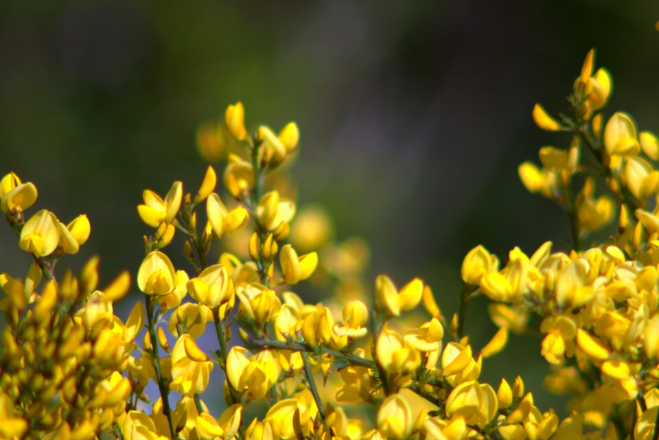 Shrubs minor full bloom