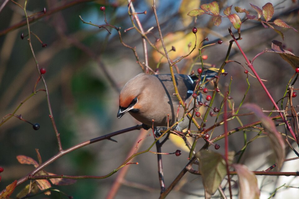 Bohemian waxwing bird nature