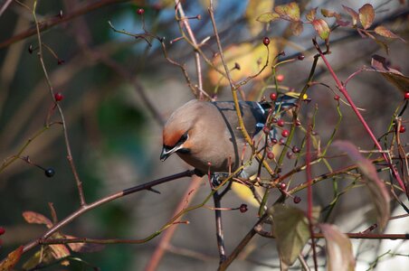 Bohemian waxwing bird nature