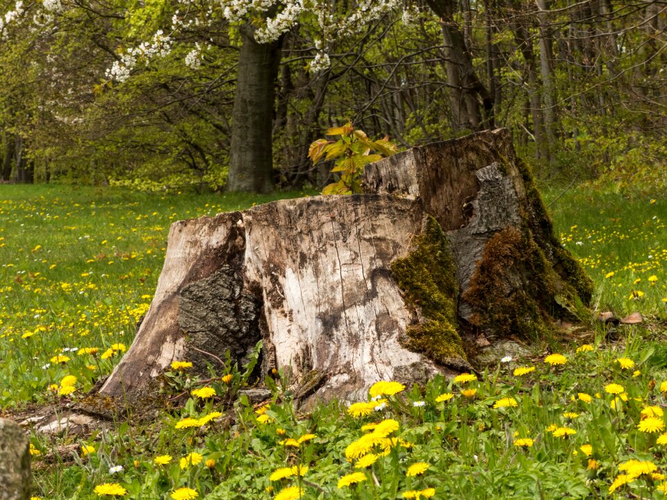 Dandelion meadow nature