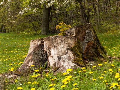 Dandelion meadow nature